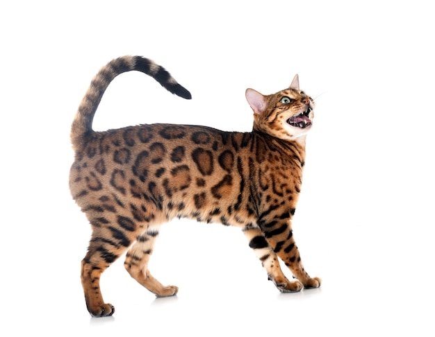 Bengalen kat geïsoleerd op wit