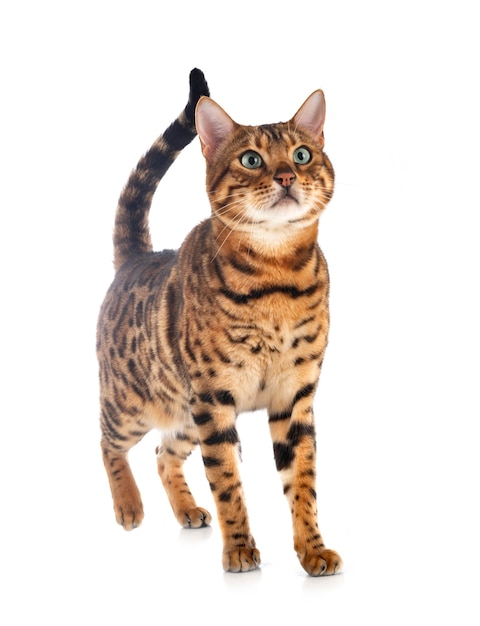 Bengalen kat geïsoleerd op wit