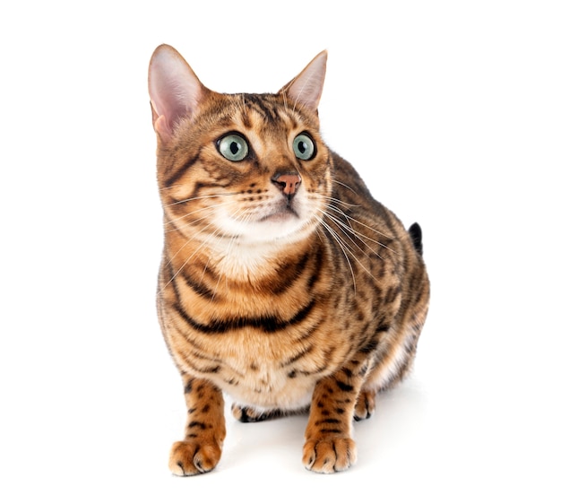 Bengalen kat geïsoleerd op wit