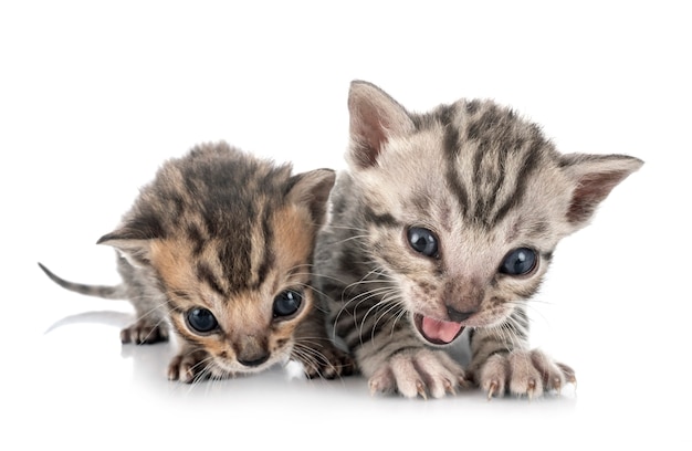 Bengalen kat voor witte achtergrond