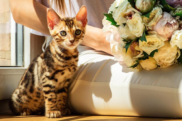 Bengalen kitten zittend op benen van anonieme vrouw en spelen