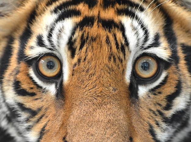 Bengalen tijger ogen