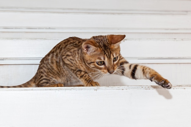 ベンガルの子猫、変な顔のベンガルの子猫、子猫はおもちゃの世話をします