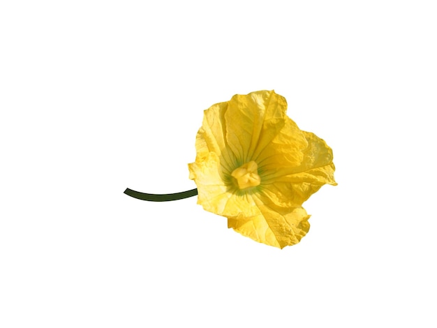 白色背景上的Benincasa hispida或蜡<unk>花