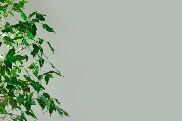 Benjamin fig against a green wall background