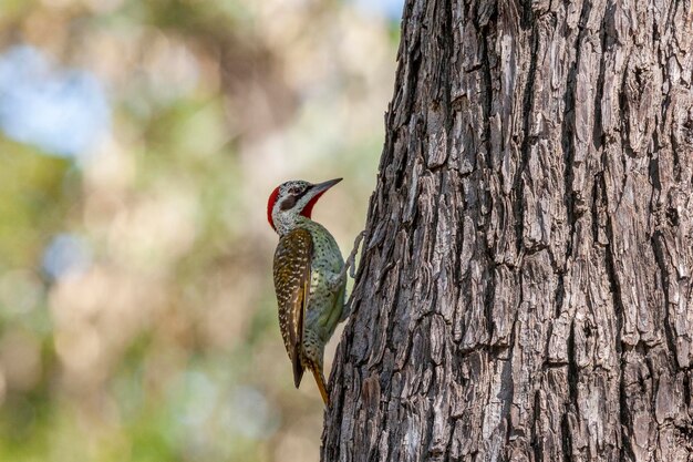 Bennett's specht Campethera bennettii