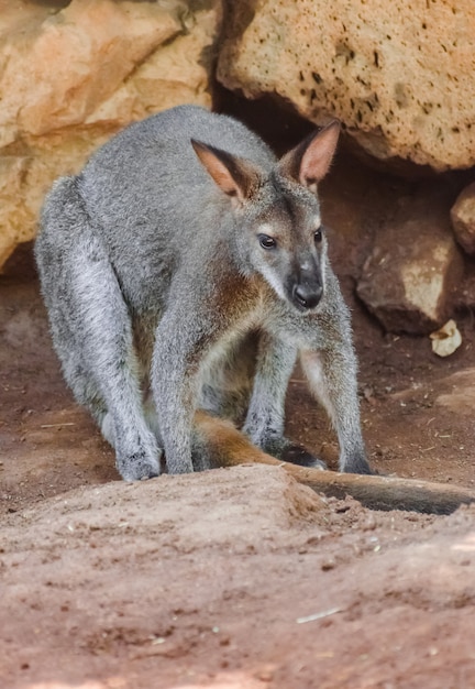 ベネットのワラビーの肖像画（Macropus rufogriseus）