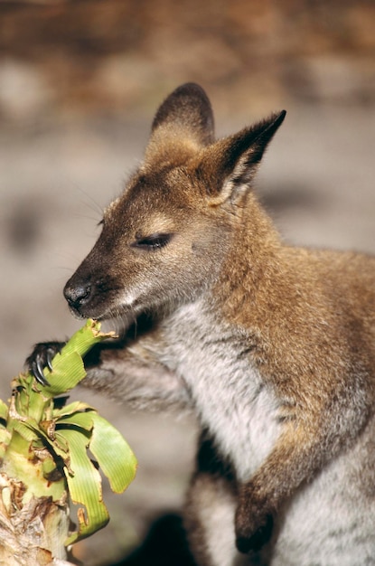 Photo bennett's wallaby wallabia rufogrisea feeding