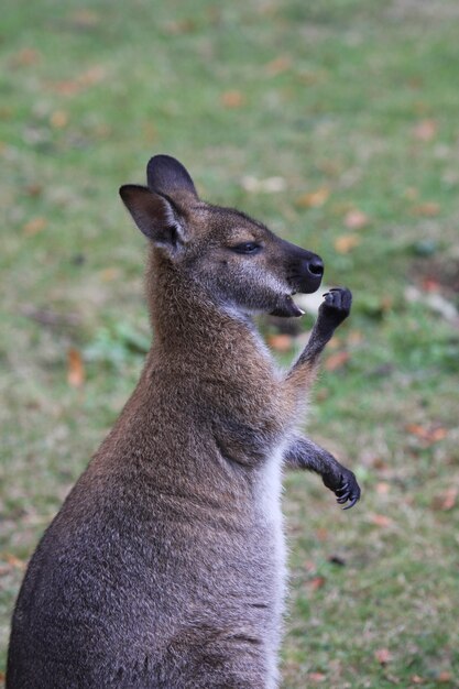 ベネットワラビー、カンガルー、フランスの動物園で