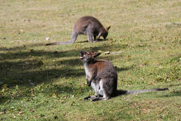 ベネットワラビー、カンガルー、フランスの動物園で