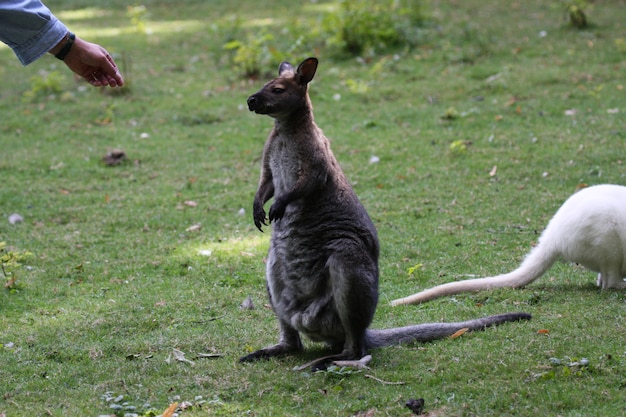 Bennett-wallaby, kangoeroe bij een dierentuin in Frankrijk