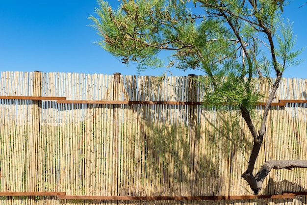 Bent tree against the background of a reed fence