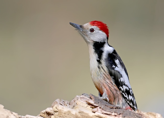 Bepalend portret van Middelgrote bonte specht. Het is mogelijk om voor de vogels een identificatiegids te gebruiken.