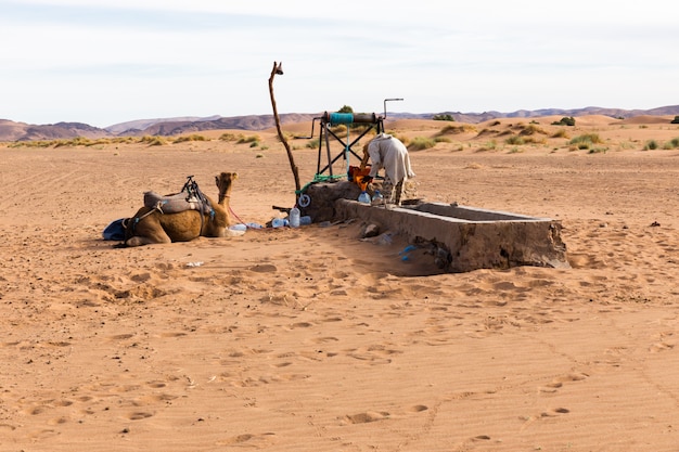 Berber en kameel bij de bron