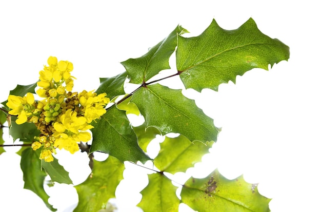 Berberis aquifolium pursh met gele bloemen Mahonia aquifoliom de Oregon druif of hollyleafed