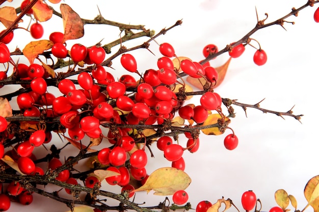 Berberis (Berberis vulgaris) tak met rode rijpe bessen geïsoleerd op een witte achtergrond