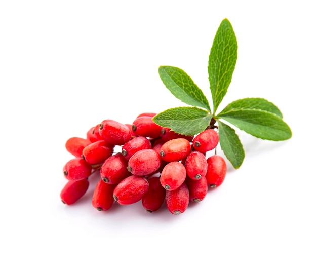 Berberis met bladeren