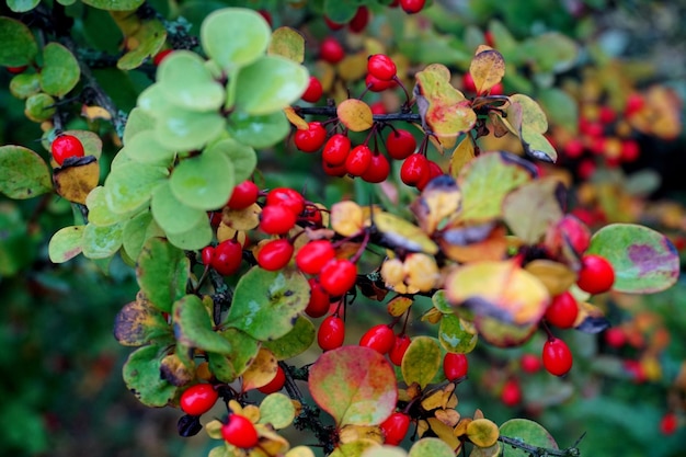 Berberis tak, verse rijpe bessen Berberis thunbergii. Rode rijpe berberis op een tak