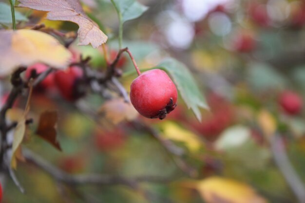 Berberis tak verse rijpe bessen natuurlijke groene achtergrond