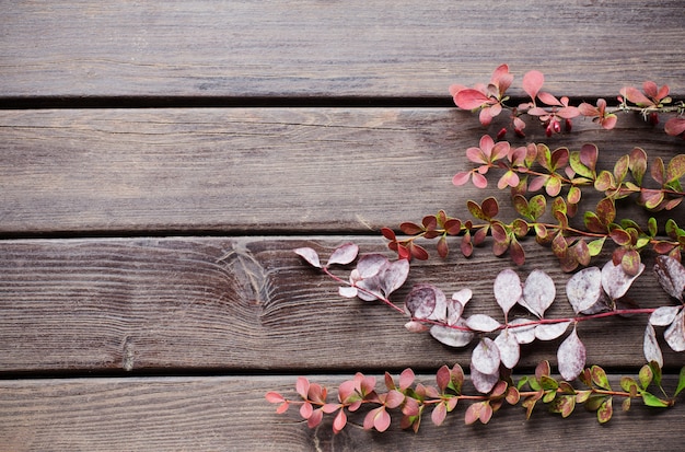 Berberis takken op oude houten achtergrond