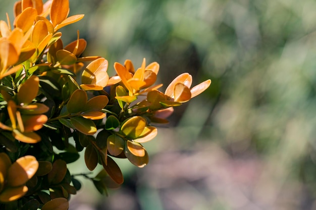 Berberis thunbergiiaureaまたはbarberryshrubは、黄色の葉で茂みをクローズアップします葉の自然な背景