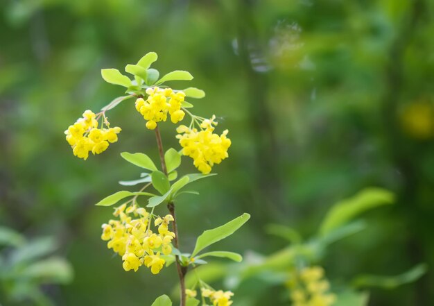 여름 공원에 있는 Berberis vulgaris 식물