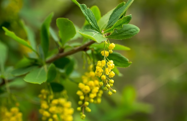 Berberis vulgaris、単にメギ黄色の花。春に咲くコモンまたはヨーロピアンメギの芽クラスター