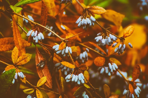 Berberisblauwe vruchten in het kleurrijke herfstpark natuurlijke vintage hipster seizoensgebonden herfstachtergrond