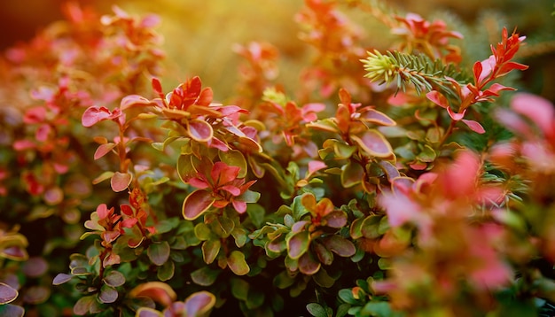 Berberisstruik, kleurrijke bloemen rode achtergrond, herfst achtergrond met Thunberg berberis. Hoge kwaliteit foto