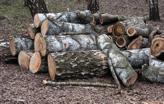 Bereiding van brandhout berken De gezaagde boom wordt tot blokken gezaagd