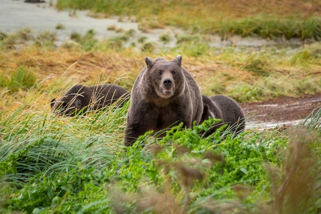 Beren in de wildernis van Alaska