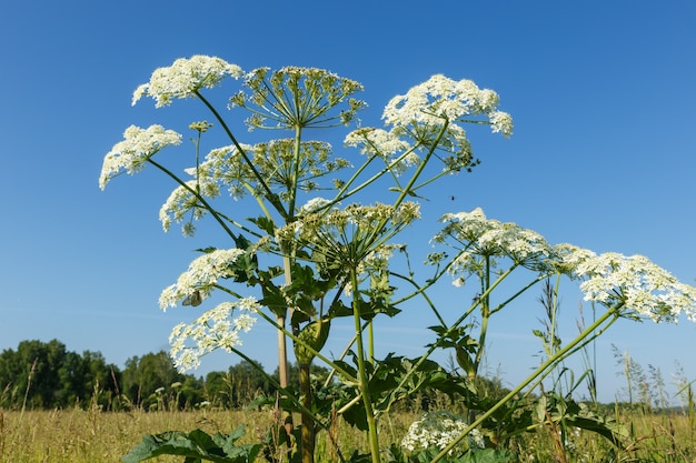 Berenklauw bloeiende plant tegen de blauwe lucht heracleum sosnowskyi