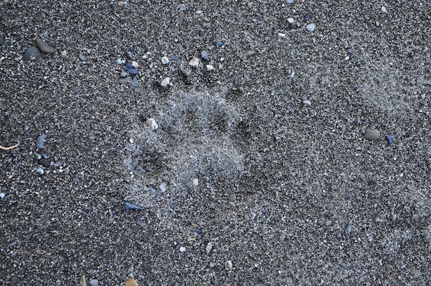 Berenspoor in het zand