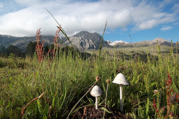 Berg en witte champignons