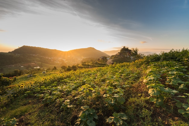 Berg en zonnebloemenboerderij in de ochtendzonsopgang