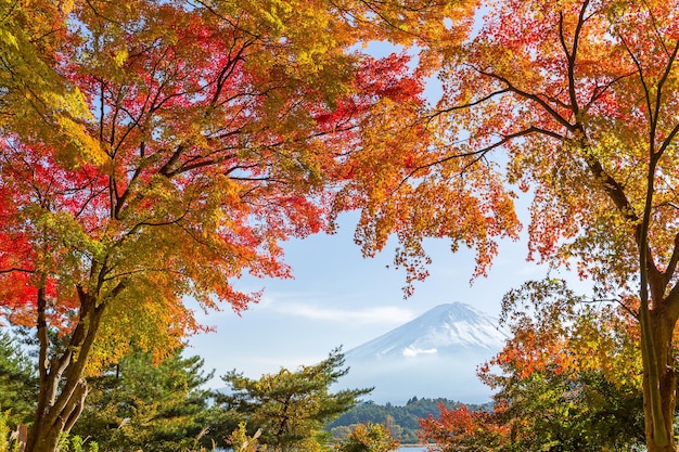 Berg Fuji met esdoorn