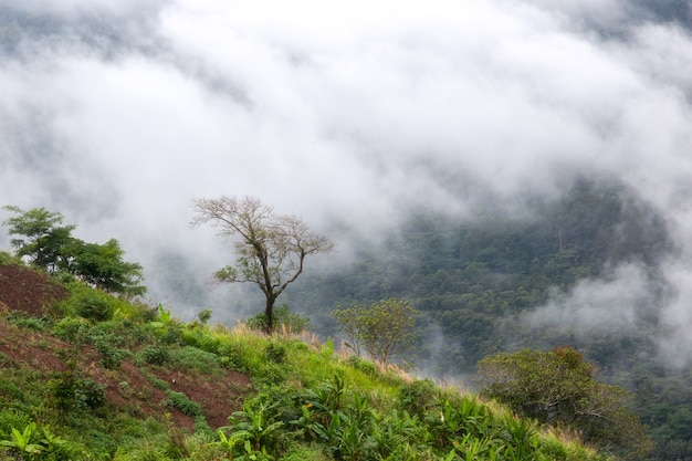 Berg met bewegende mist voor aardachtergrond bij Phu Thap Buek, Phetchabun, Thailand