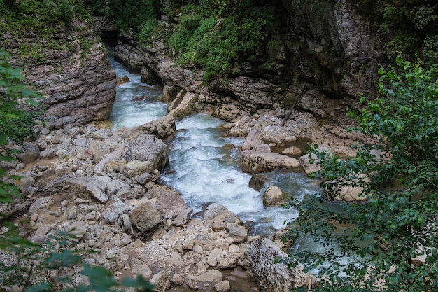 Berg rivier stroomt door het groene bos en veel stenen.