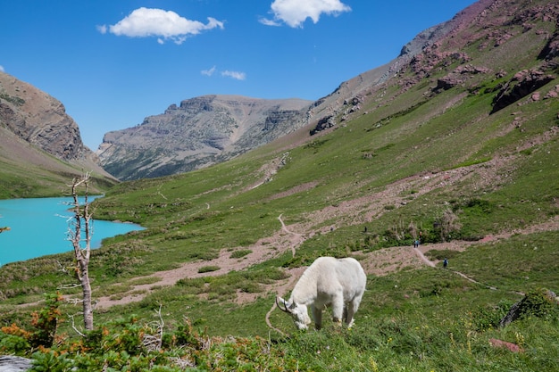 berg schapen