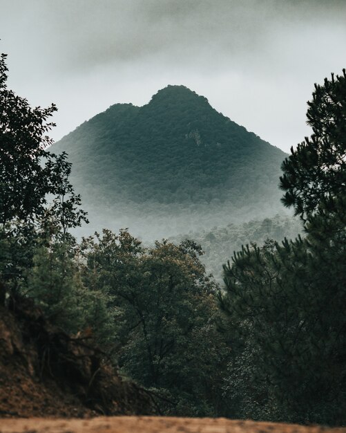 Berg vallende mist in het bos