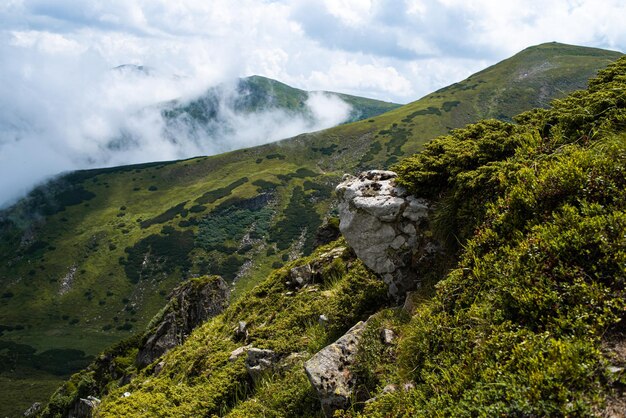 Berg wandelen. Prachtig uitzicht op de bergen. Naaldbossen en alpenweiden