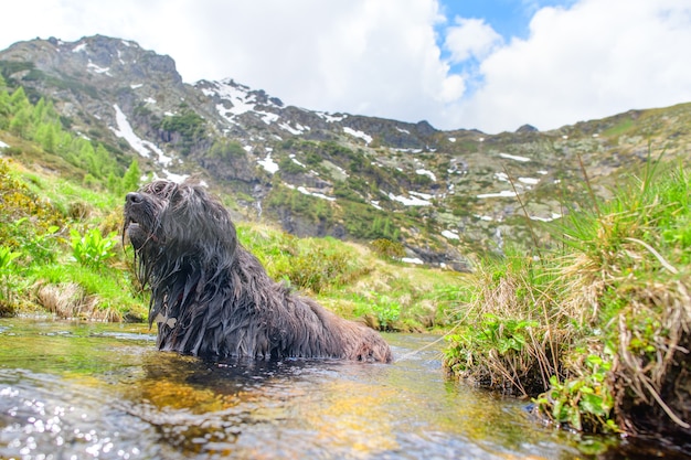 Bergamasco Herdershond baadt in een plas water