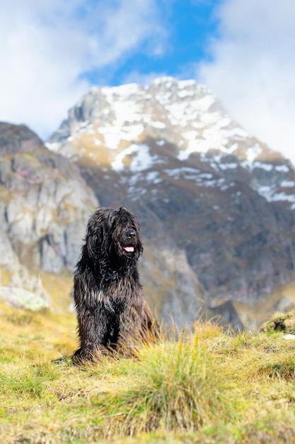 Bergamasco sheepdog mixed up In the mountains in the fall with snow at the top