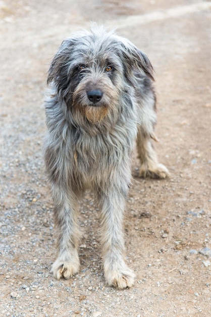 Bergamasco Sheepdog