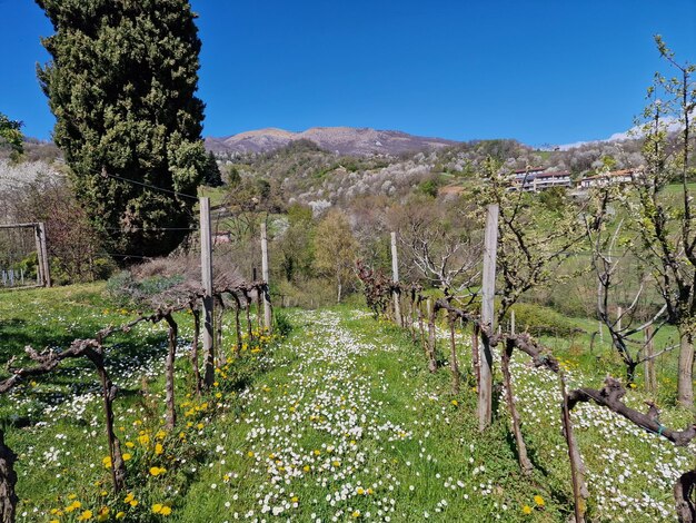 Bergamo vineyard on sunny day