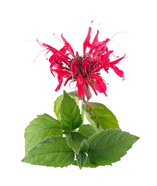 Foto bergamot bloem met groene bladeren geïsoleerd op een witte achtergrond monarda didyma bloem oswego thee