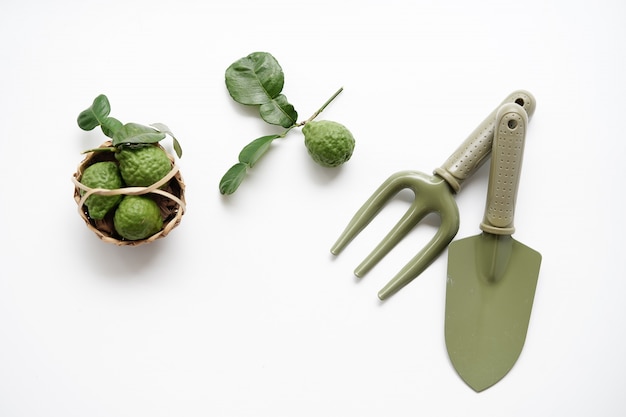 Bergamot- en boomplantgereedschap, schoppen en schepvork