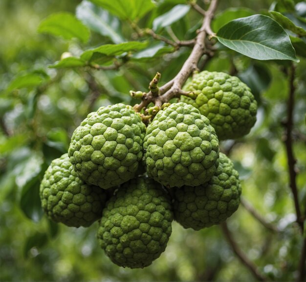 Photo bergamot or kaffir lime fruit on tree