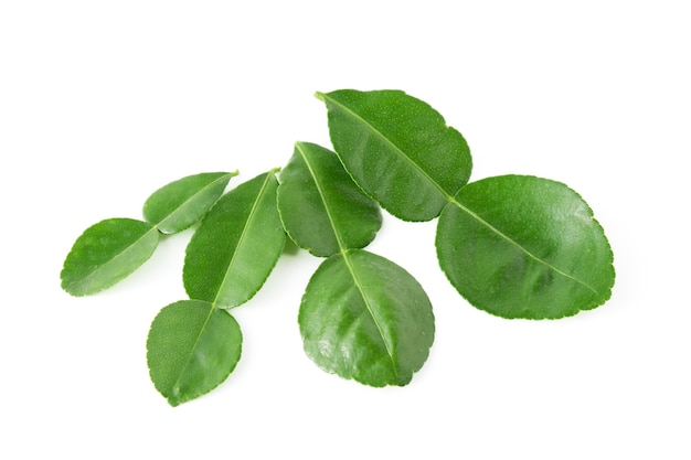 Bergamot kaffir lime leaves herb fresh ingredient isolated on white backgroundGreen citrus thai lime ingredient for cooking