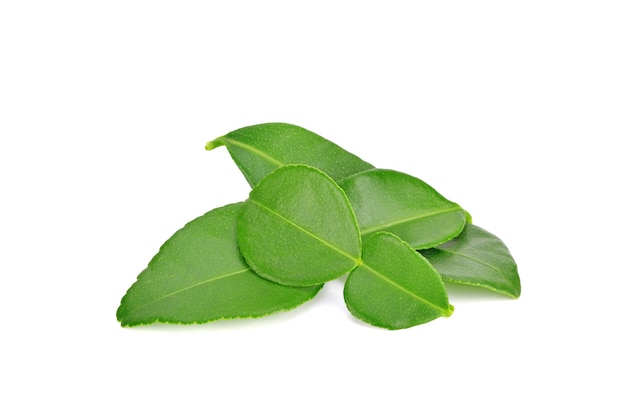 Bergamot or kaffir lime leaves isolated on white background